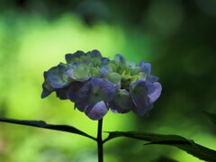 薄明かりの紫陽花Ⅱ