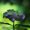 薄明かりの紫陽花Ⅱ
