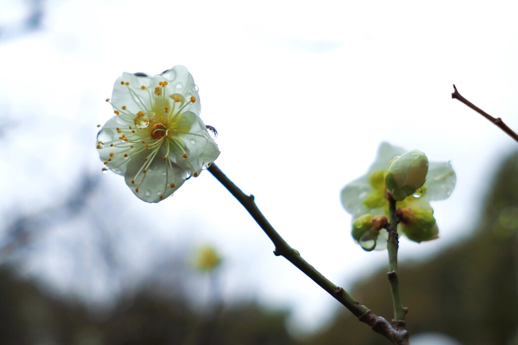 雨粒と梅　Ⅰ