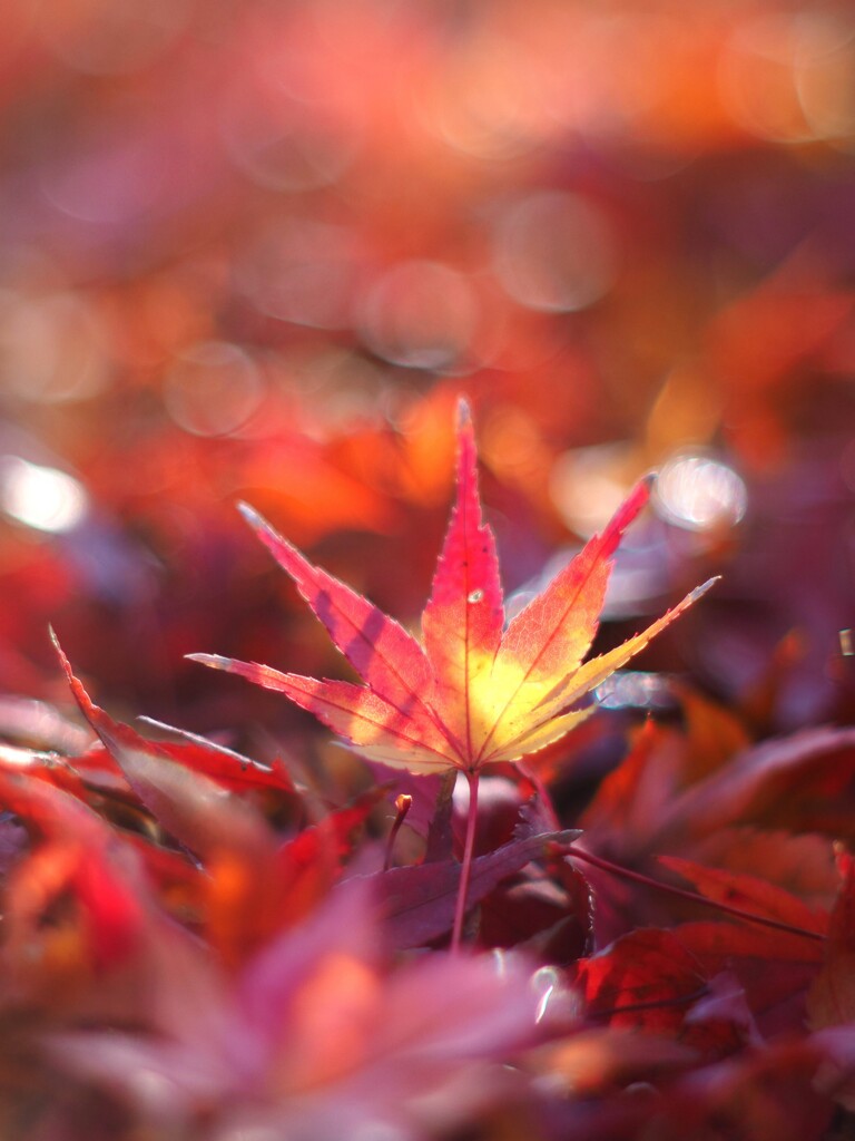 『地上の』モミジ