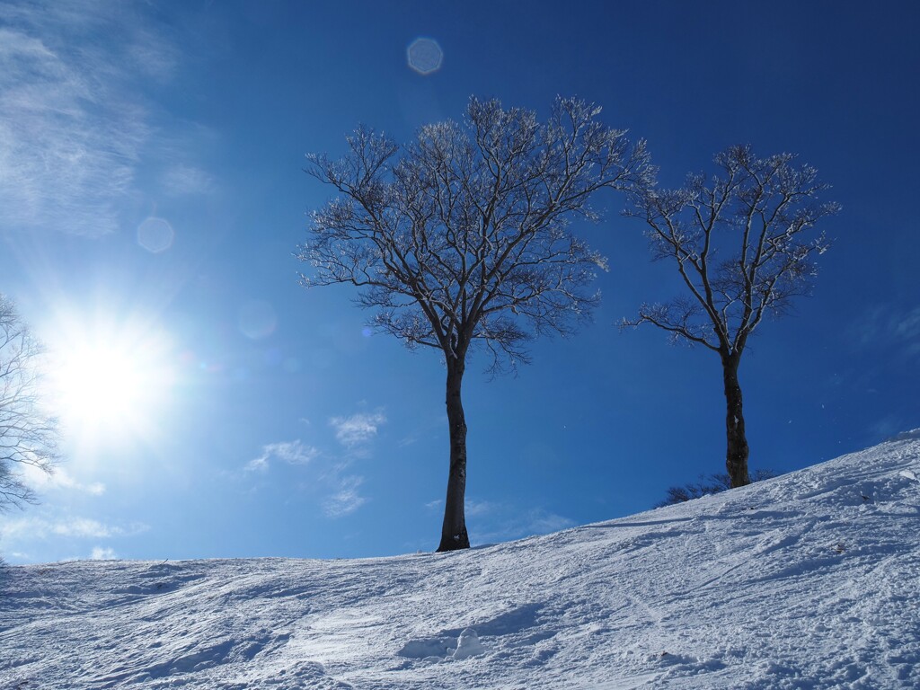 雪と空と樹木と