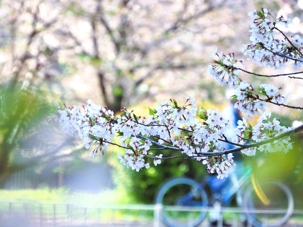 色彩と桜Ⅲ『自転車』