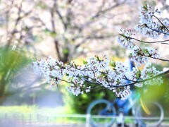 色彩と桜Ⅲ『自転車』