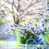色彩と桜Ⅲ『自転車』