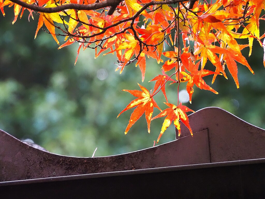紅葉Ⅲ　グラデーション