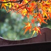 紅葉Ⅲ　グラデーション