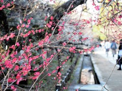 北野天満宮　梅を通してみる世界