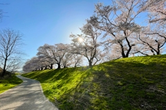 背割堤桜Ⅰ