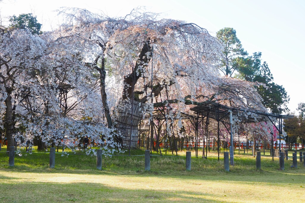 上賀茂神社　朝の桜Ⅰ