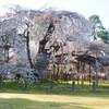 上賀茂神社　朝の桜Ⅰ