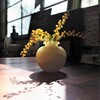 ミモザ