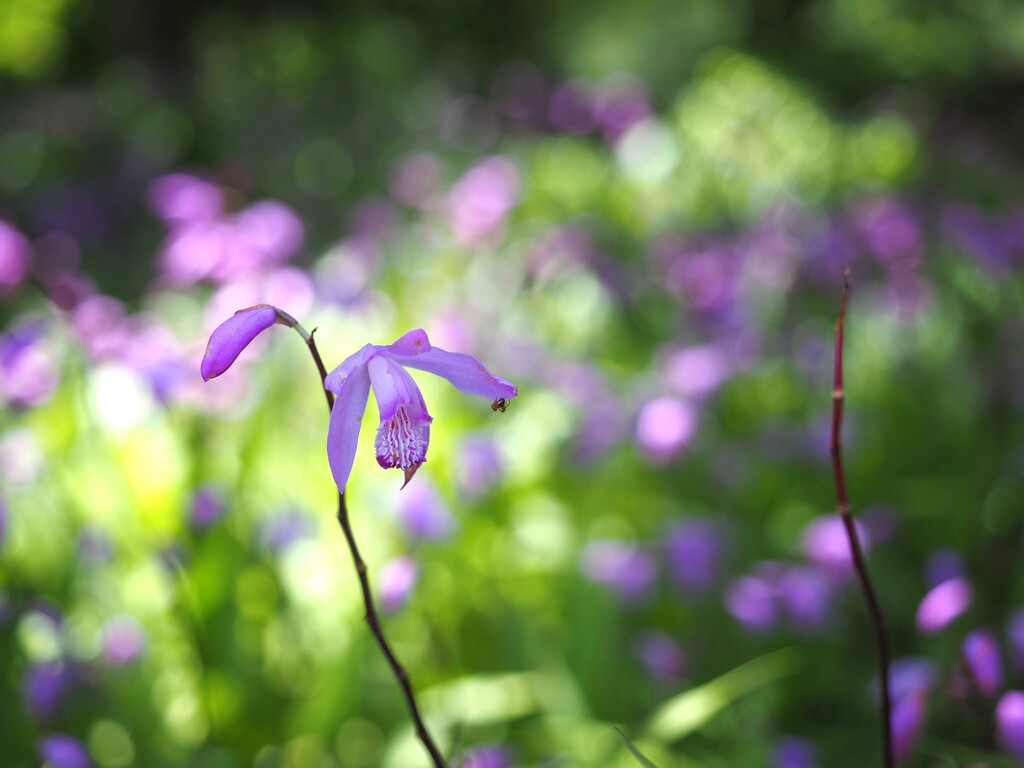 淡路　花Ⅰ