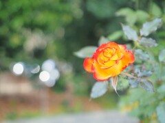 冬のやさしいバラ