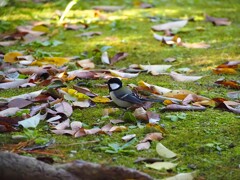 紅葉と鳥　シジュウカラ