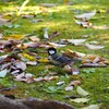 紅葉と鳥　シジュウカラ