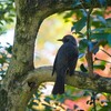 紅葉と鳥　ヒヨドリ