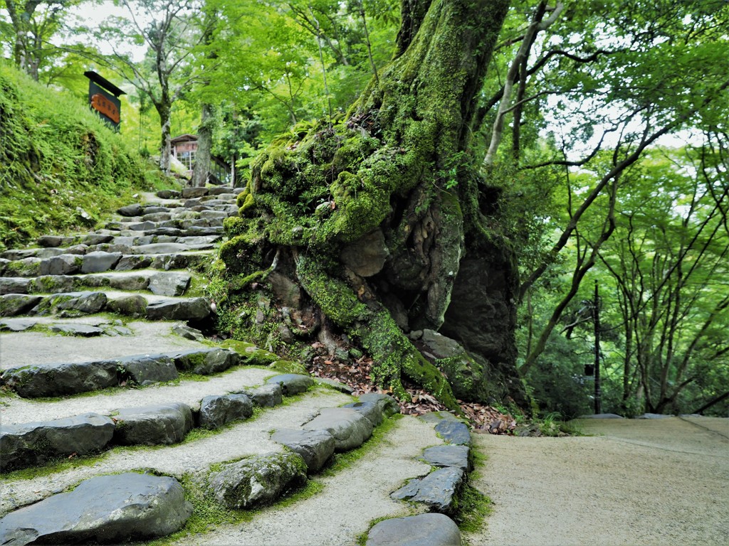 石段と巨大な根