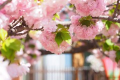 造幣局　桜Ⅲ