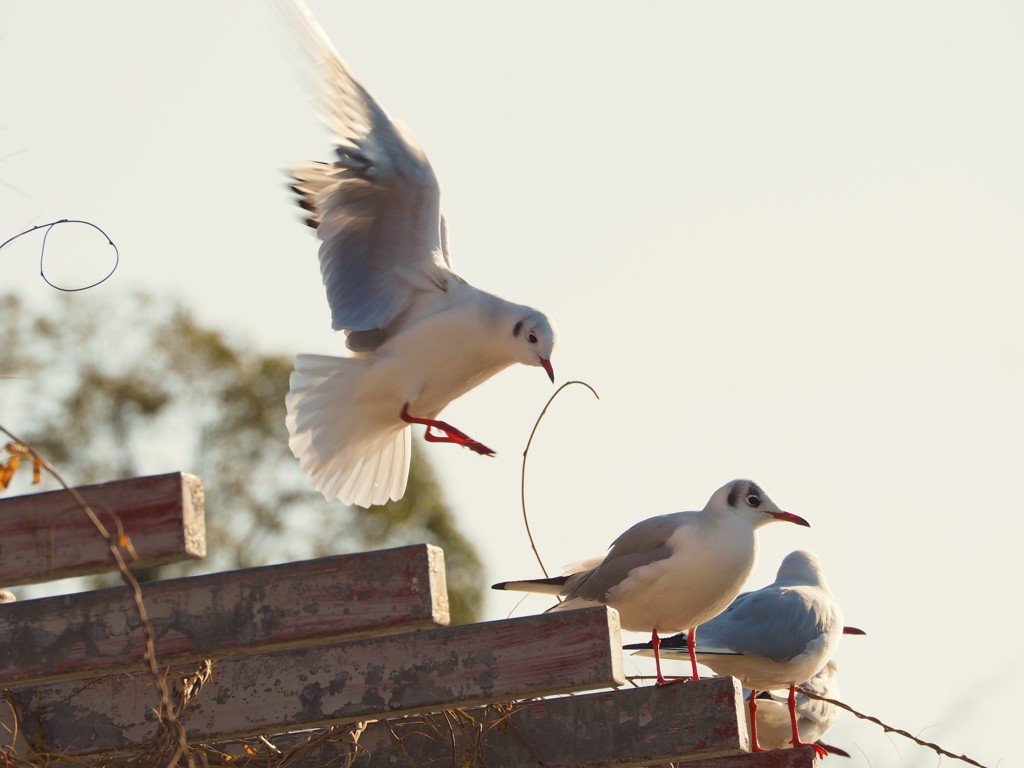 よっ！　来年は鳥