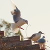 よっ！　来年は鳥
