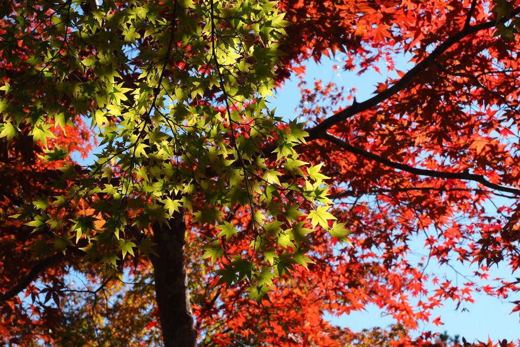 高野山　秋　Ⅳ