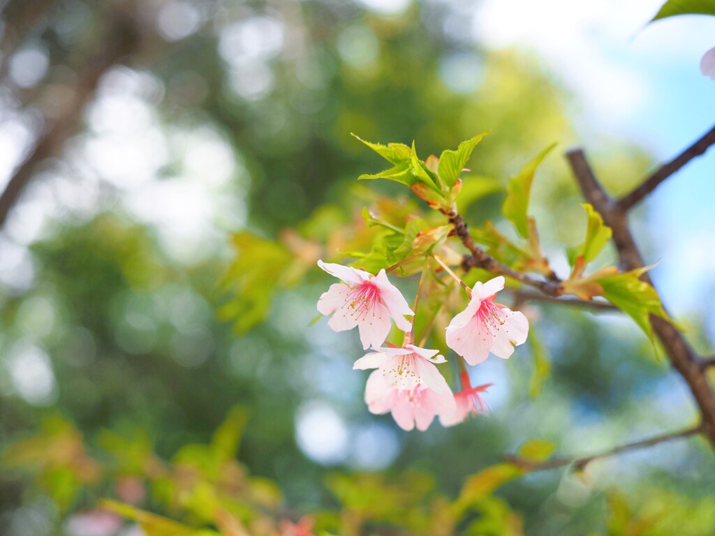 桜　見上げるⅡ
