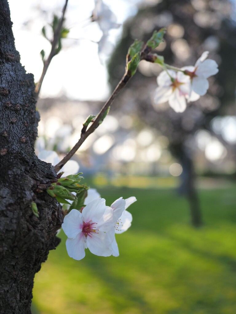 夕方の桜　Ⅱ