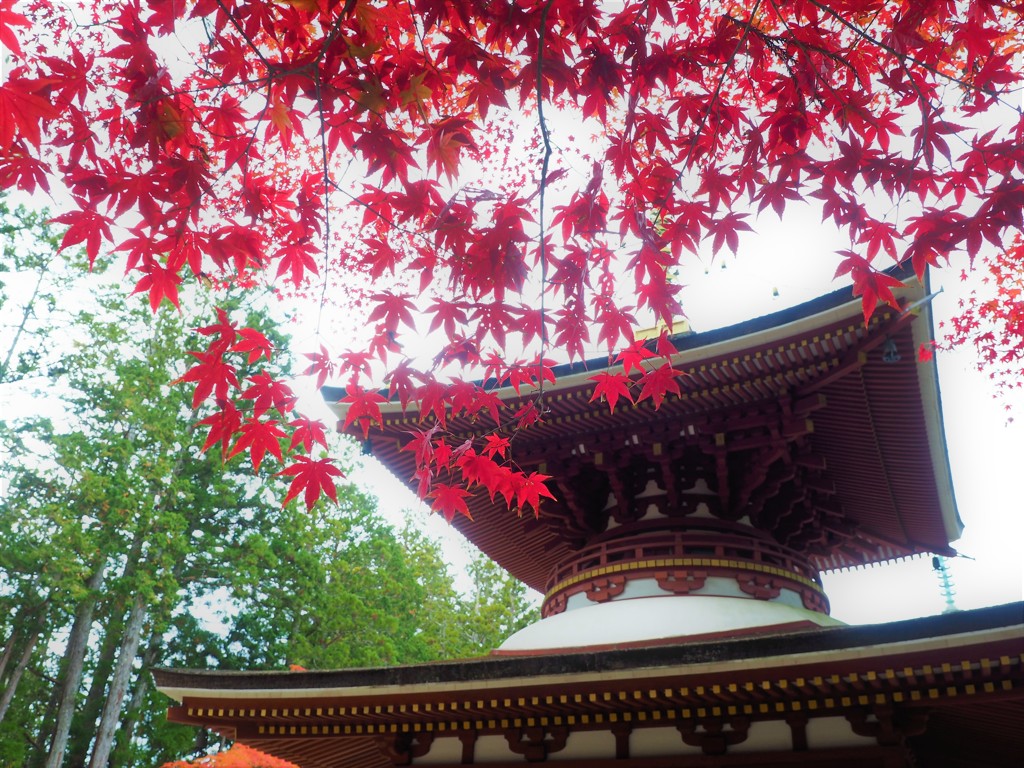 高野山の秋