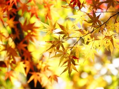 秋の光Ⅰ『イエロー』　