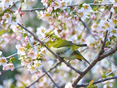 メジロ界のザ・たっち。 