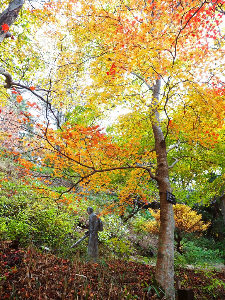 紅葉『すでに落葉清掃』