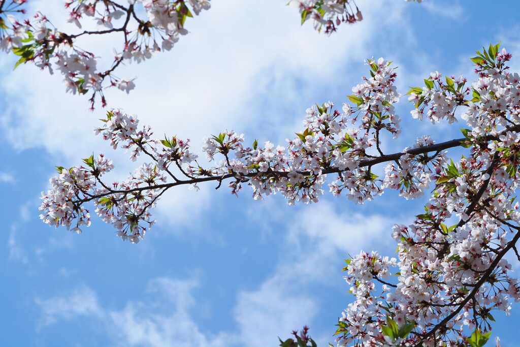 造幣局　桜Ⅰ