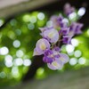 フジを見上げる