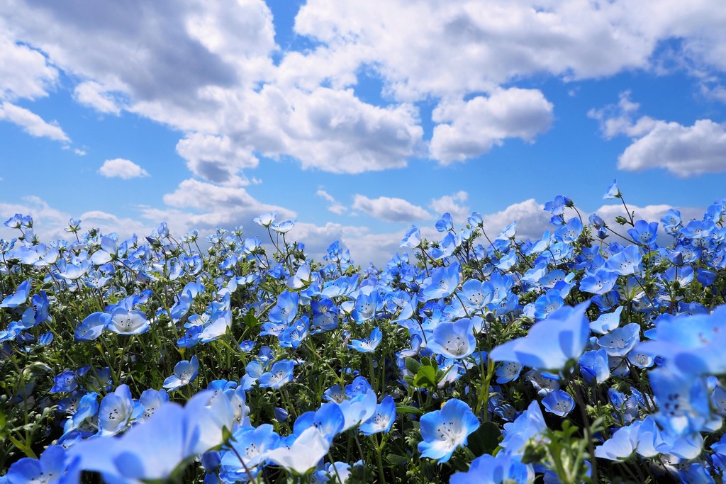 雲とネモフィラⅣ