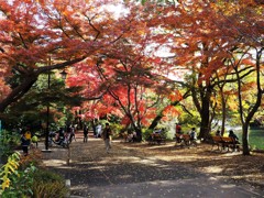 井の頭公園　紅葉とベンチ