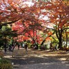 井の頭公園　紅葉とベンチ