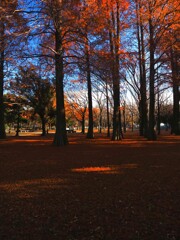 朝の公園Ⅱ　スポットライト