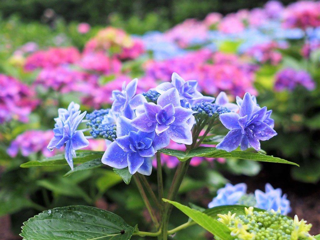 ☆ホシ☆　紫陽花