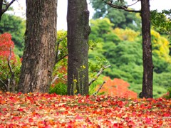 赤い絨毯とツワブキの花