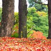 赤い絨毯とツワブキの花