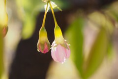 冬の桜　Ⅳ