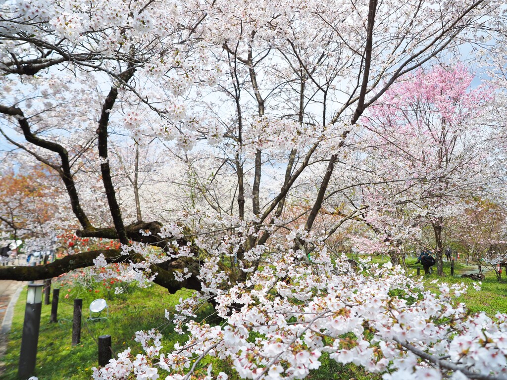 『昼』の広がる桜