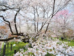 『昼』の広がる桜
