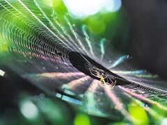 自然のライティング　蜘蛛の糸