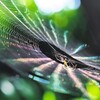 自然のライティング　蜘蛛の糸