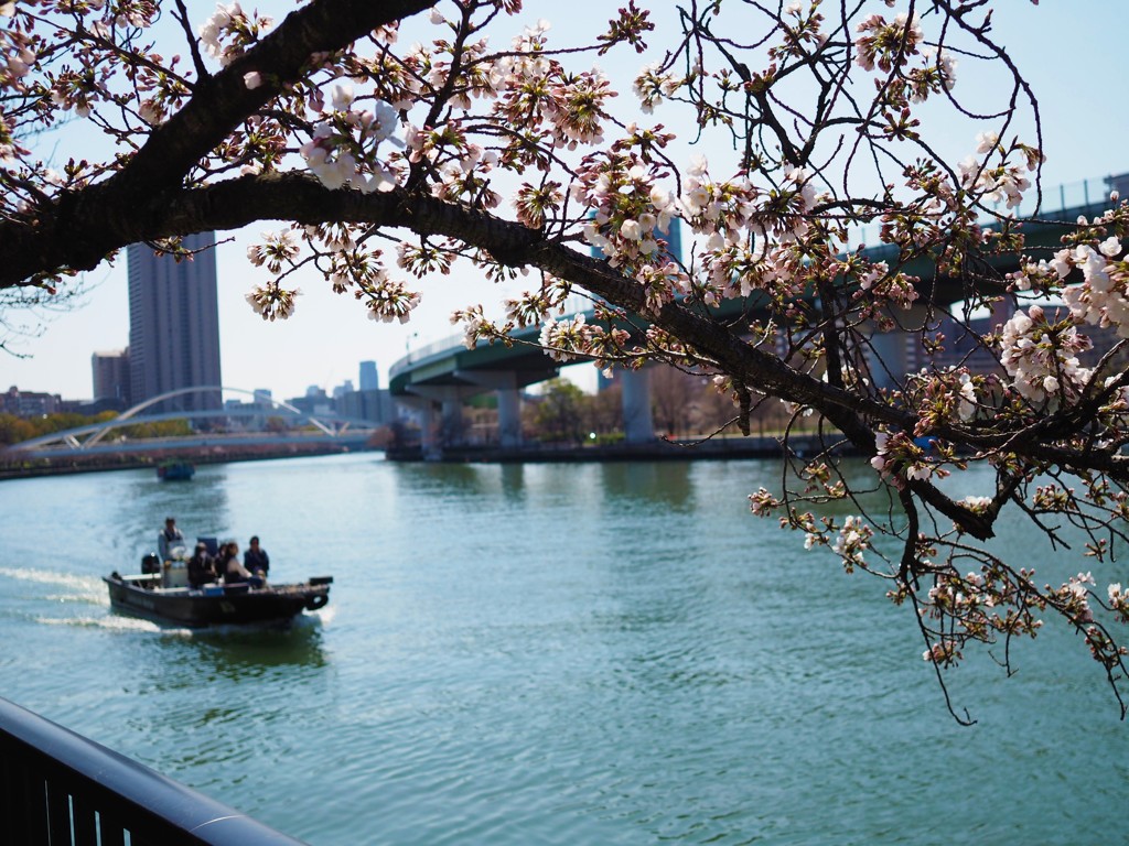 大川と桜　Ⅰ