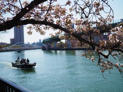 大川と桜　Ⅰ