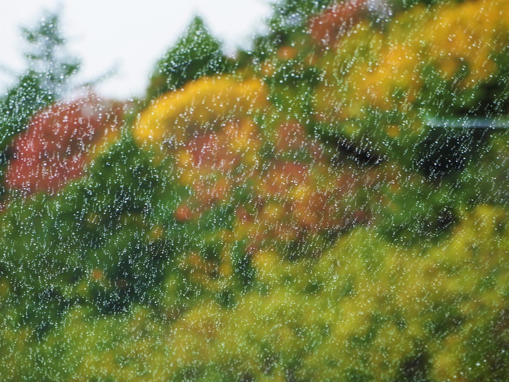 水滴　と　紅葉