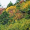 水滴　と　紅葉