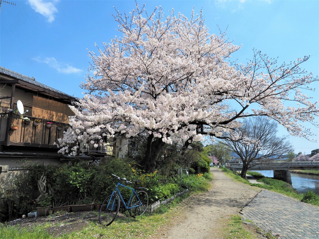 チャリと桜Ⅱ